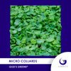 Micro Collards Individual Grow Kit