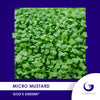 Micro Mustard Individual Grow Kit