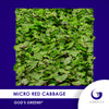 Micro Red Cabbage Individual Grow Kit