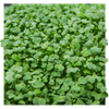 Micro Mustard Individual Grow Kit