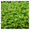 Micro Pak Choi Individual Grow Kit