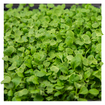 Gaballi – GABALLI®