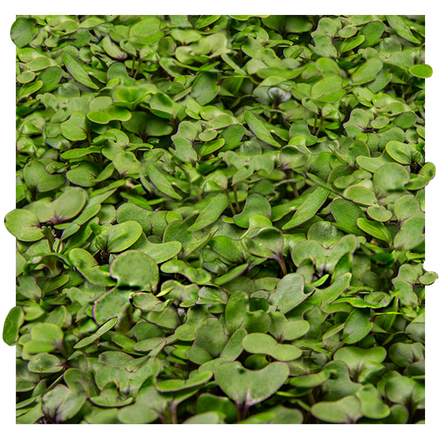 Gaballi – GABALLI®